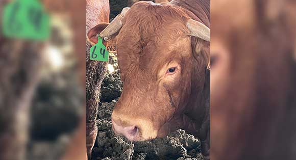 A close up of a lone steer with sad eyes and and an ear tag standing in filthy conditions.