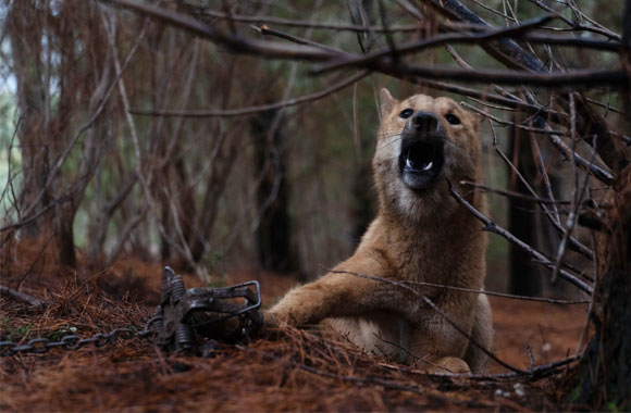 A tan dingo in visible distress, trapped by a jaw trap in the Victorian bush.