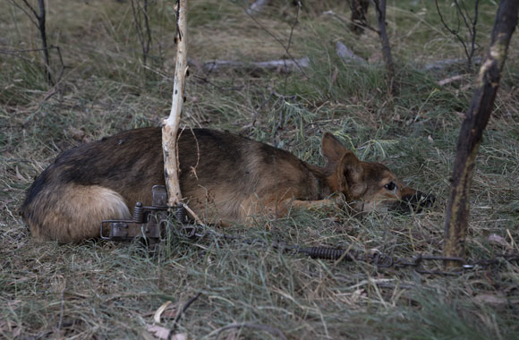 A dingo, trapped in a jaw trap, awaits the arrival of a government officer.