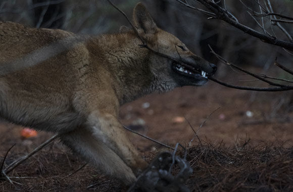 A dingo struggles to free themselves from a jaw trap.