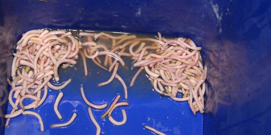 A bucket with dozens of piglets' tails that have been cut off.