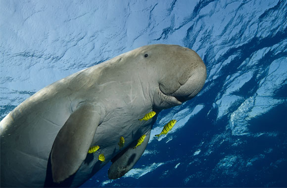 A dugong and several yellow fish swim just below the water's surface.