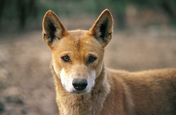 Dingo, Australian wild dog