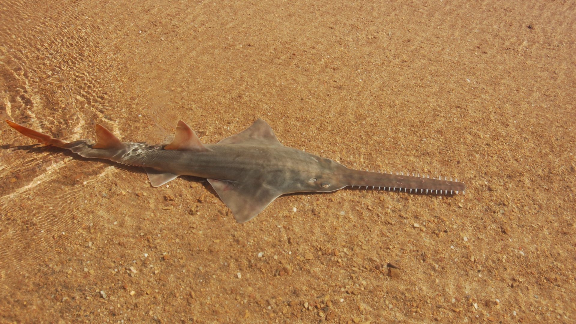 Freshwater sawfish in river