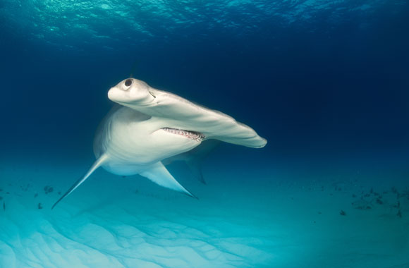 A hammerhead shark looks at the camera with curiosity.