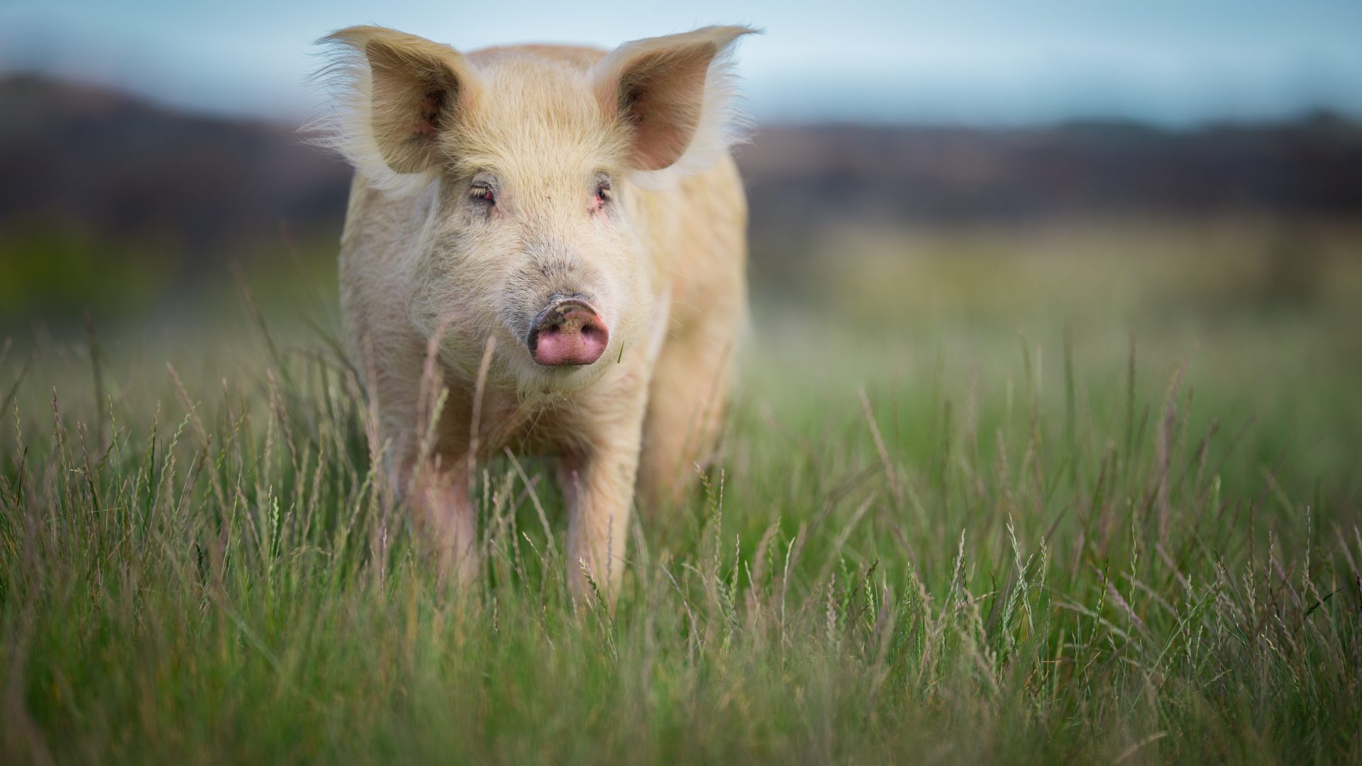 Beautiful pink pig standing in long grass in a field