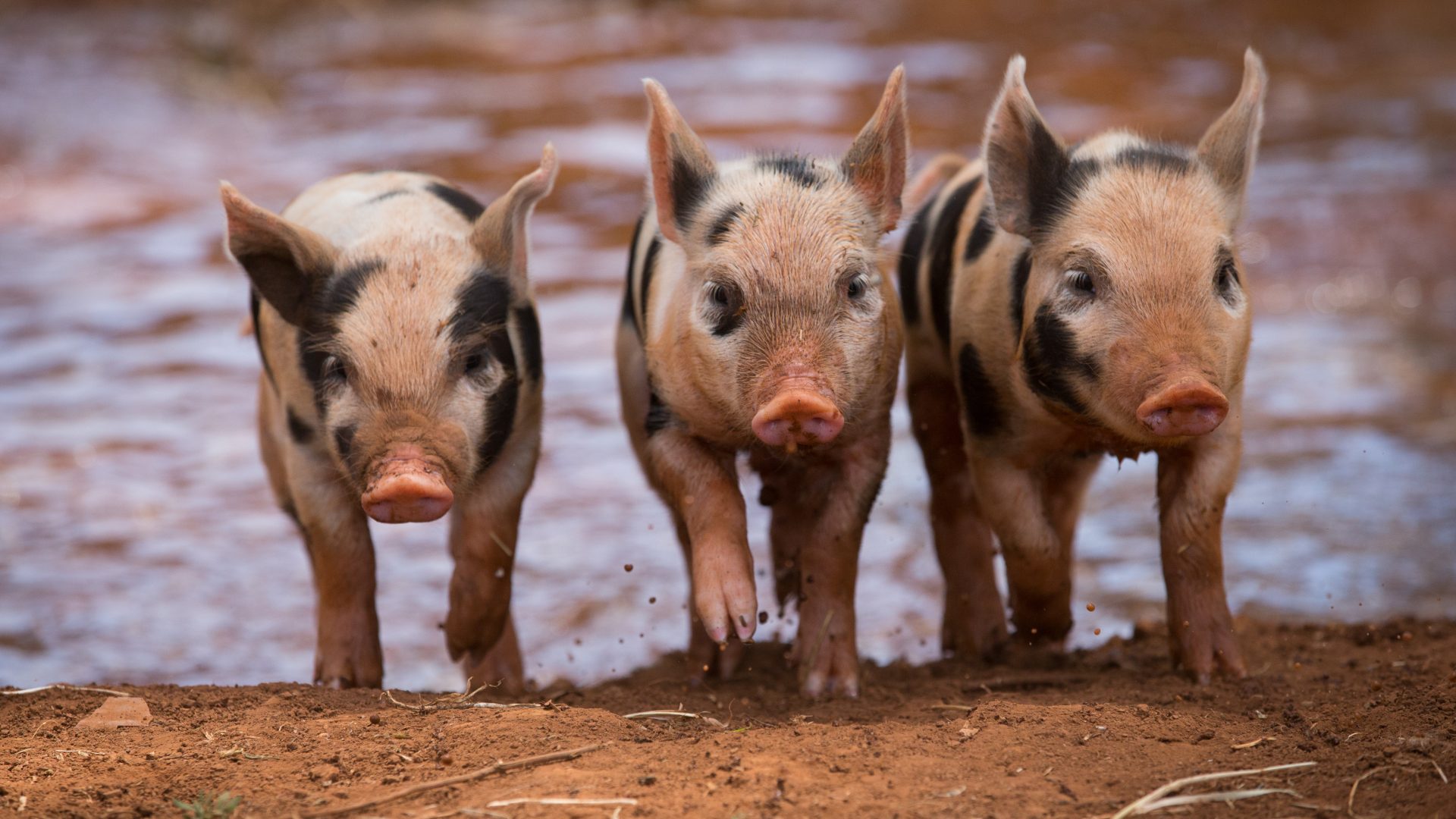 Three pink and black piglets walking out of dam