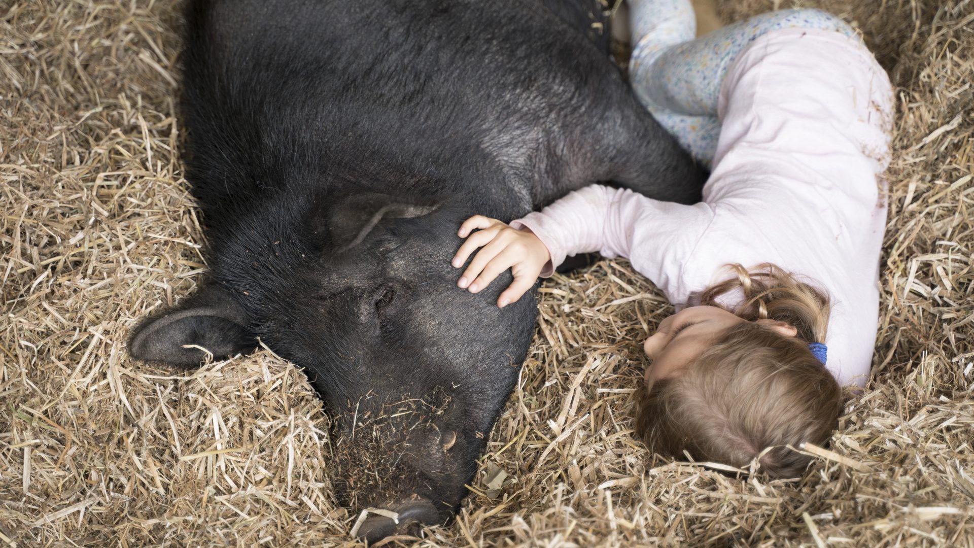 Little girl lying on straw with black pig