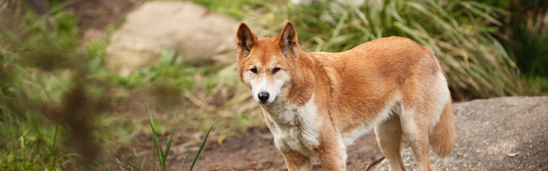 The dingo: a native species in the crosshairs | Animals Australia