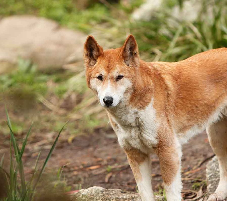 A tan dingo stands alert in the forest.