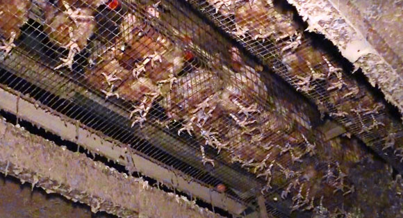 The feet of crowded hens in cages poke through the wire floor.