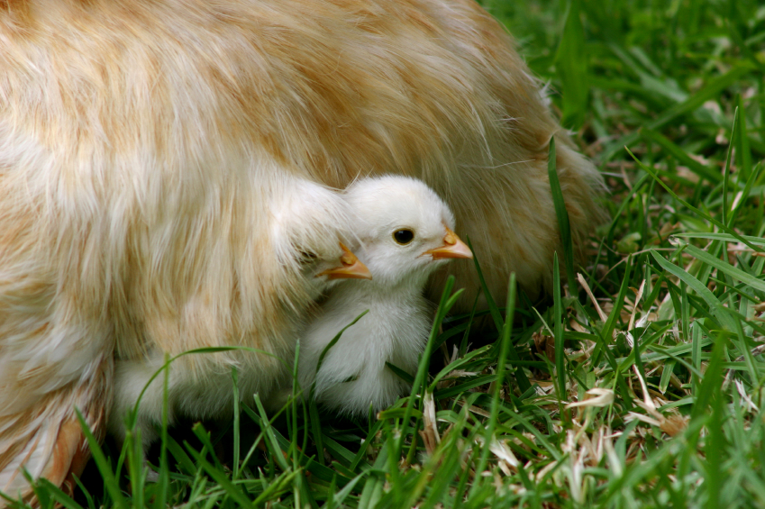 Two chicks nestled under their mother's feathers.