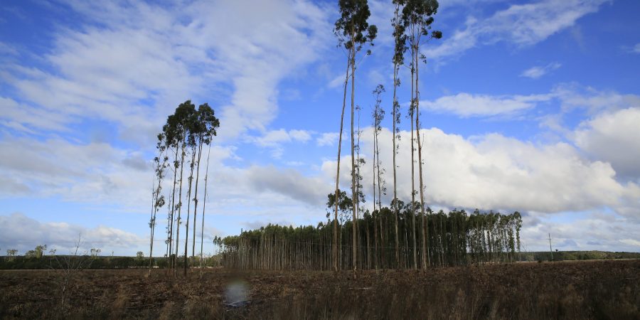 Amongst a logged plantation, a small number of trees with koalas in them remain standing.