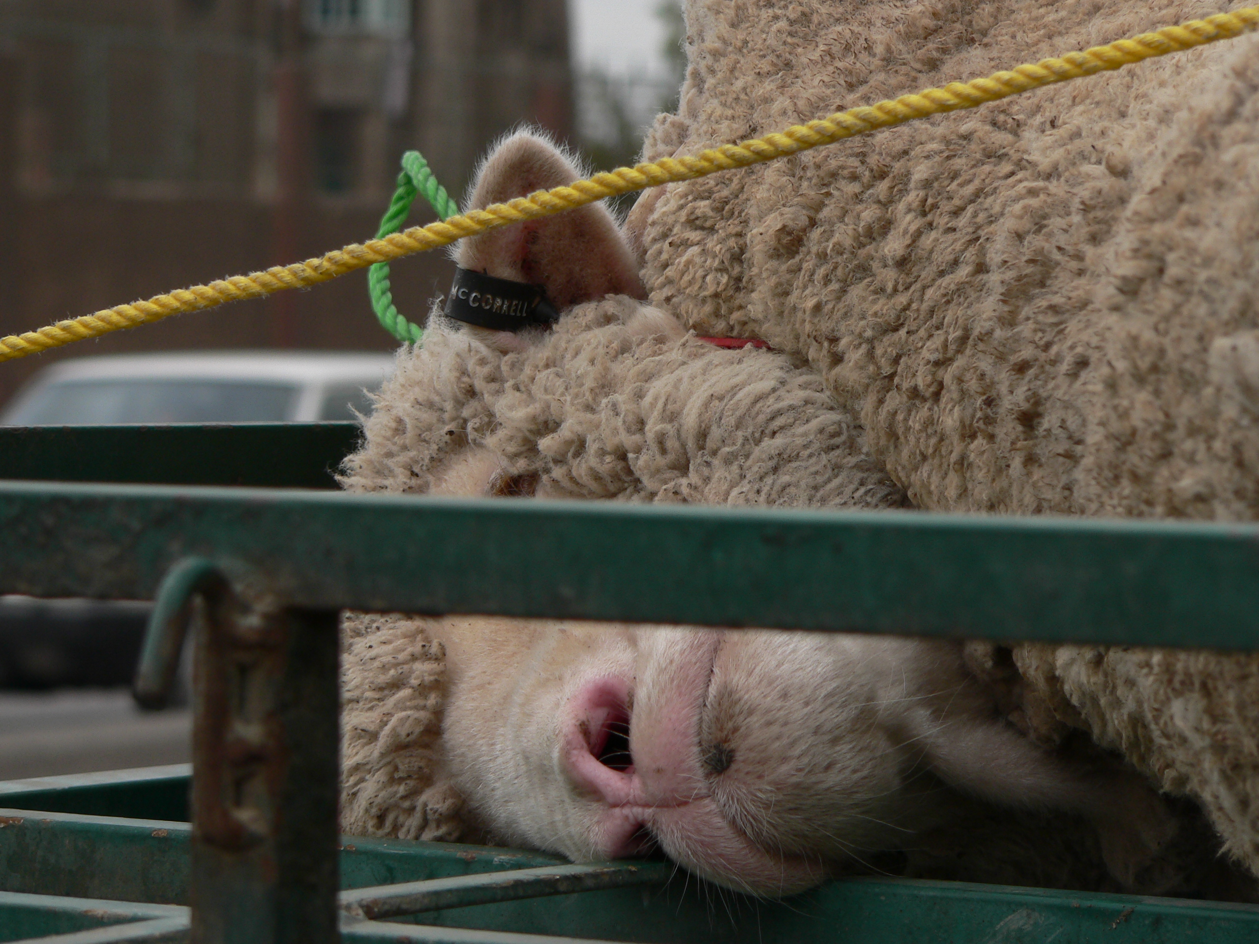 Close up of the face of a sheep who has been tied onto a roof rack.