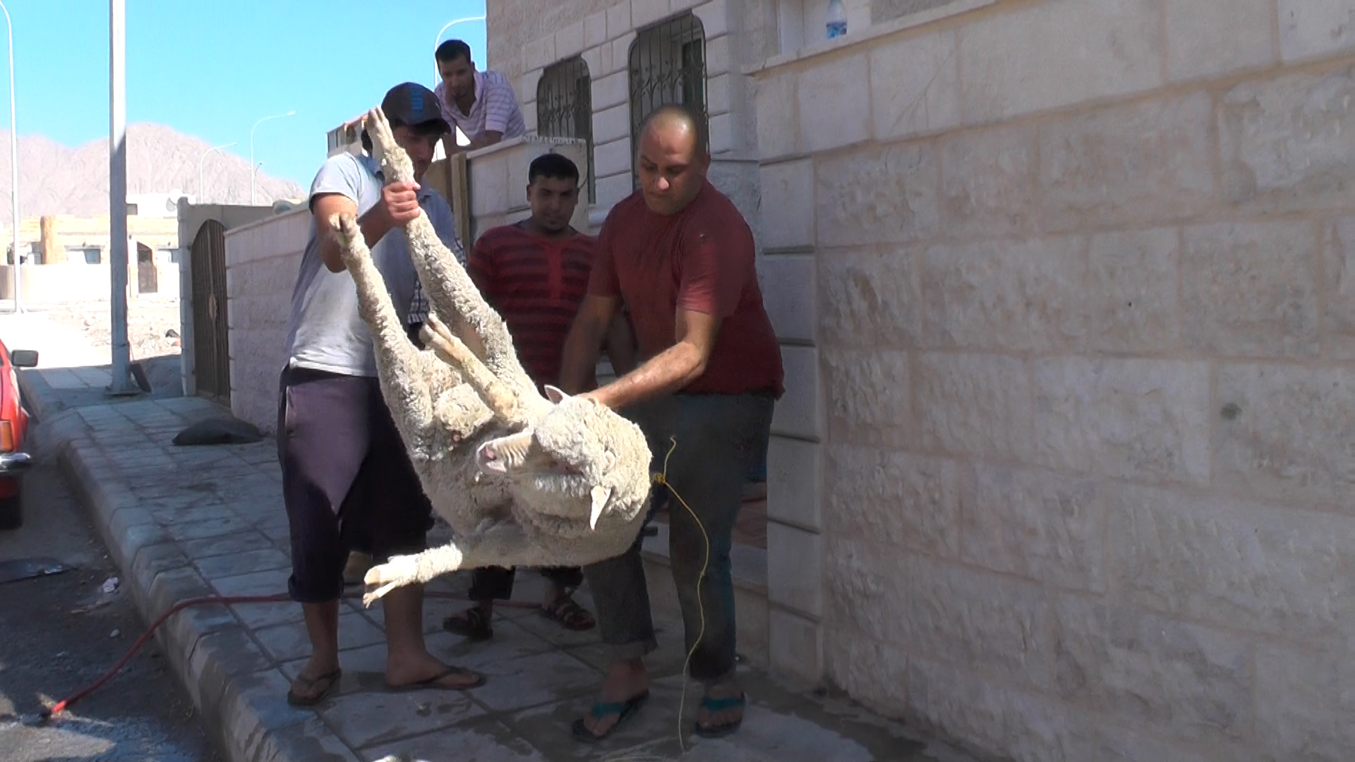 A sheep being thrown through the air before being slaughtered in the street.