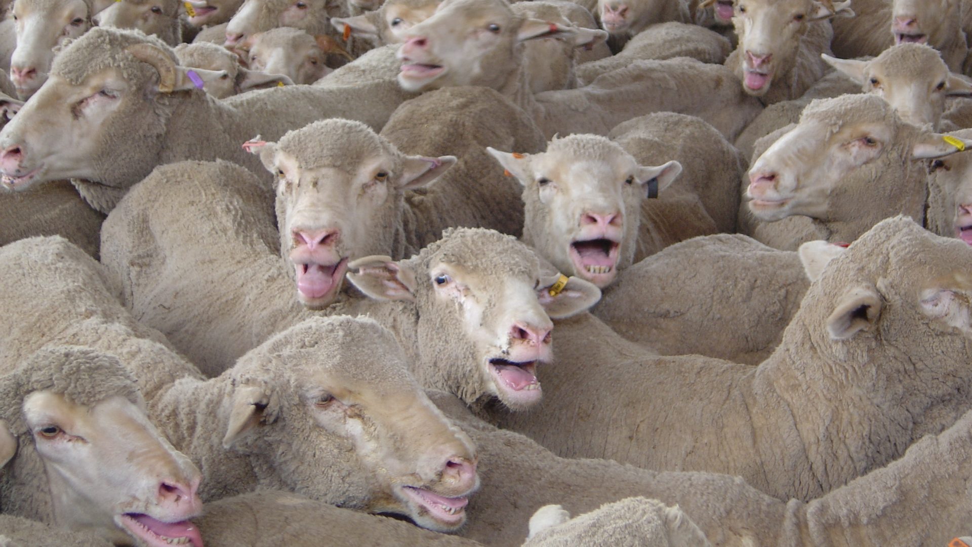 Sheep crammed together on a live export ship, panting from heat stress.