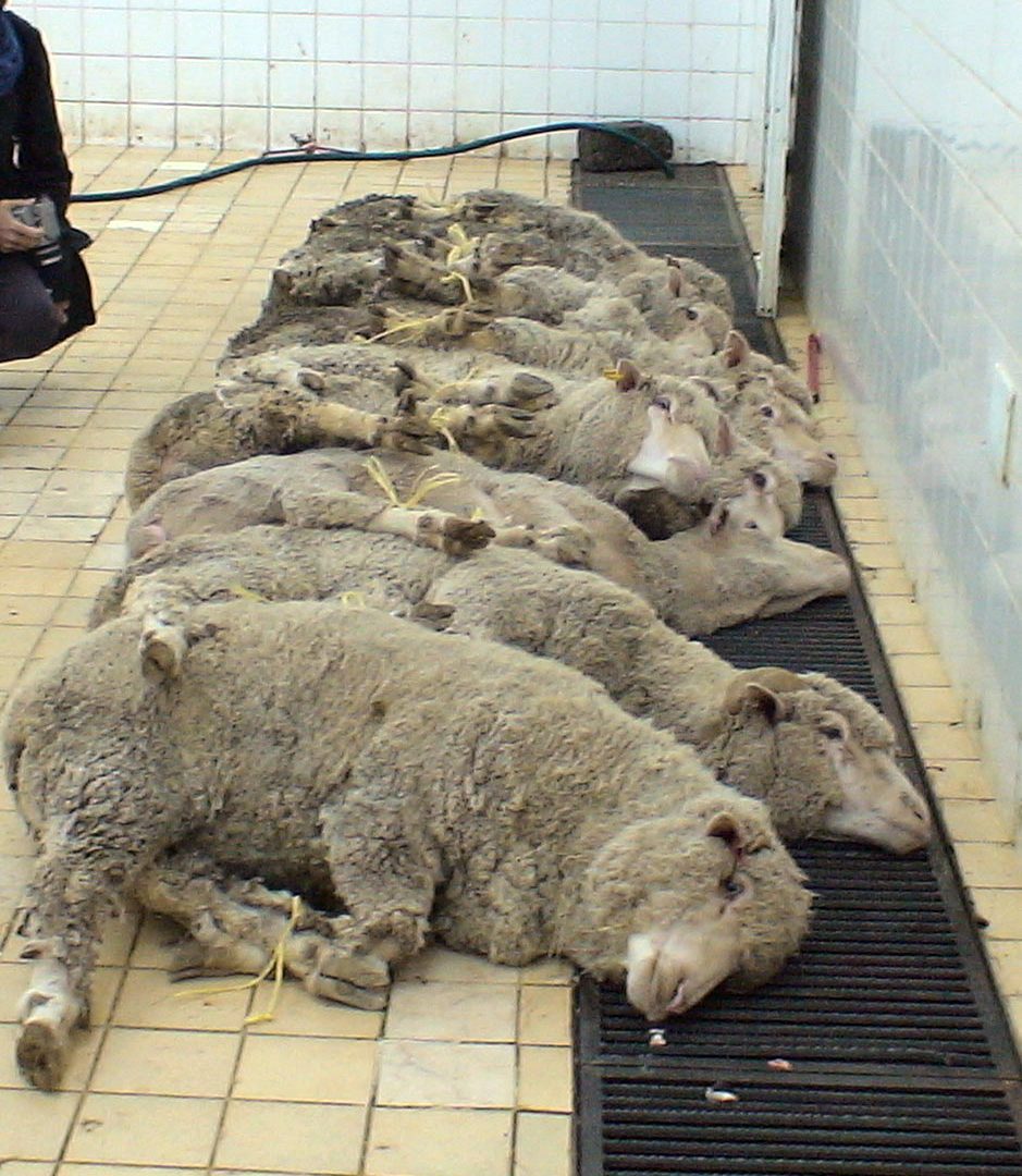 Sheep tied up lying in a line with their necks over a blood drain, waiting to be slaughtered.