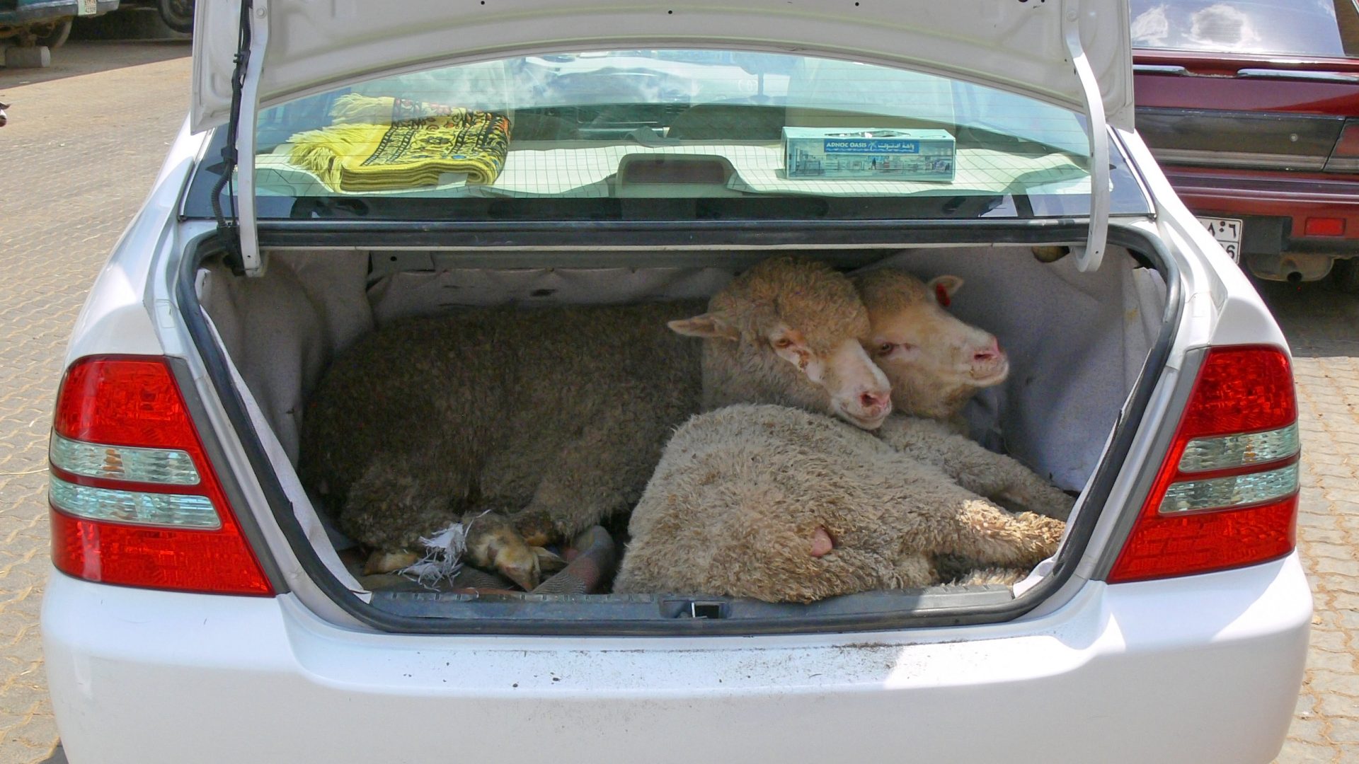 Three sheep tied up and packed into a car boot.