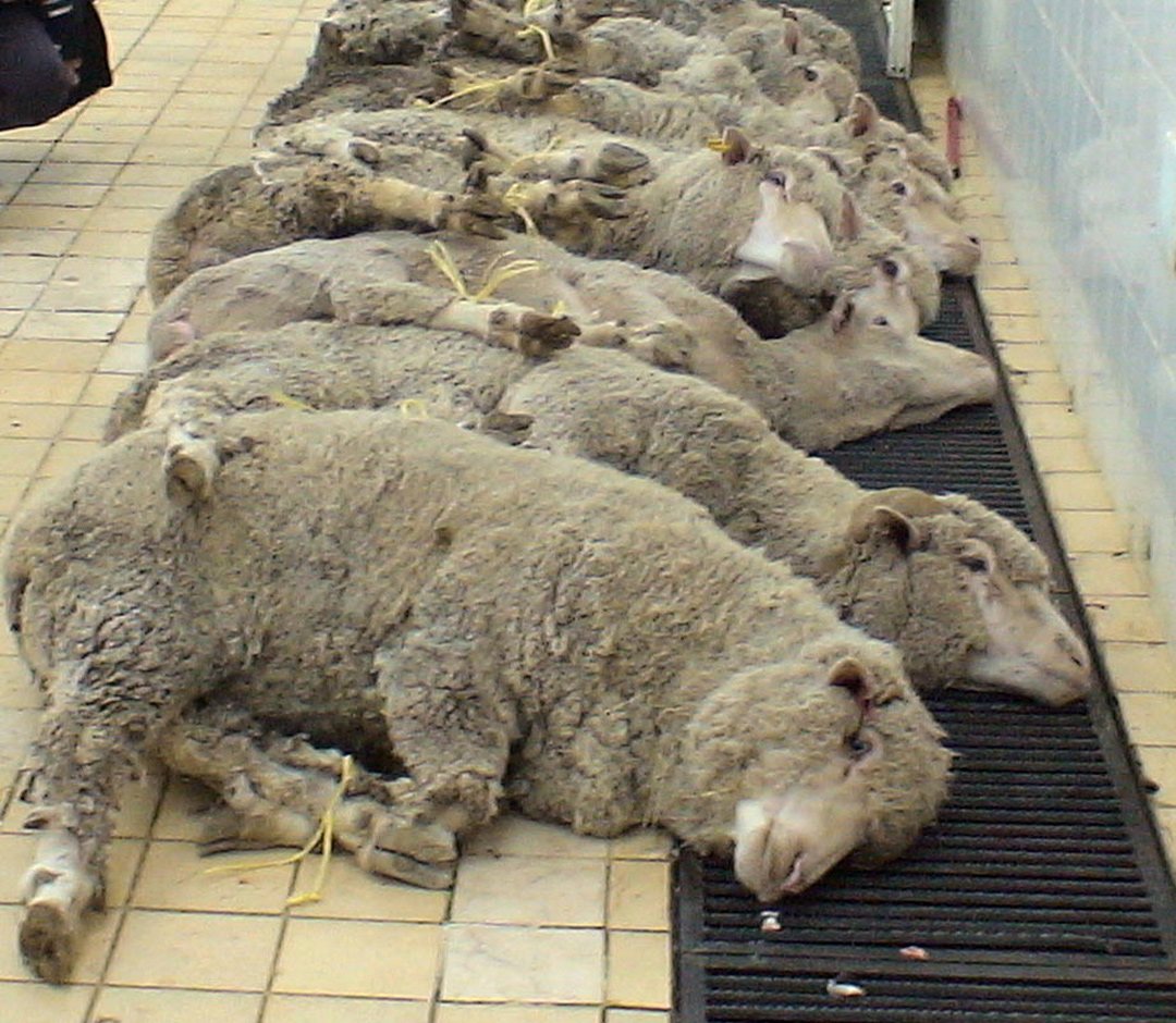 Australian sheep tied, lying in a row with their necks over a blood drain in a slaughterhouse.