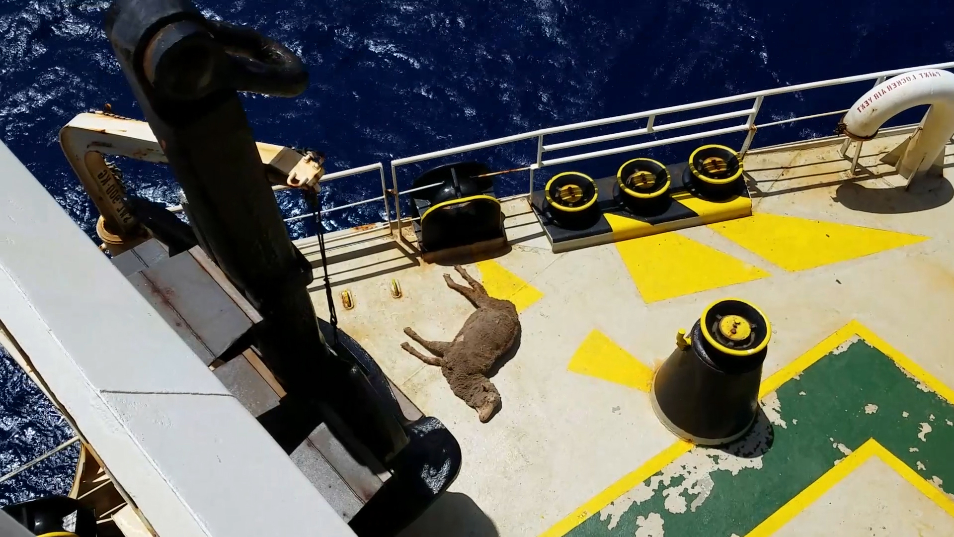 Looking from above, a sheep lying on the deck of a live export ship.