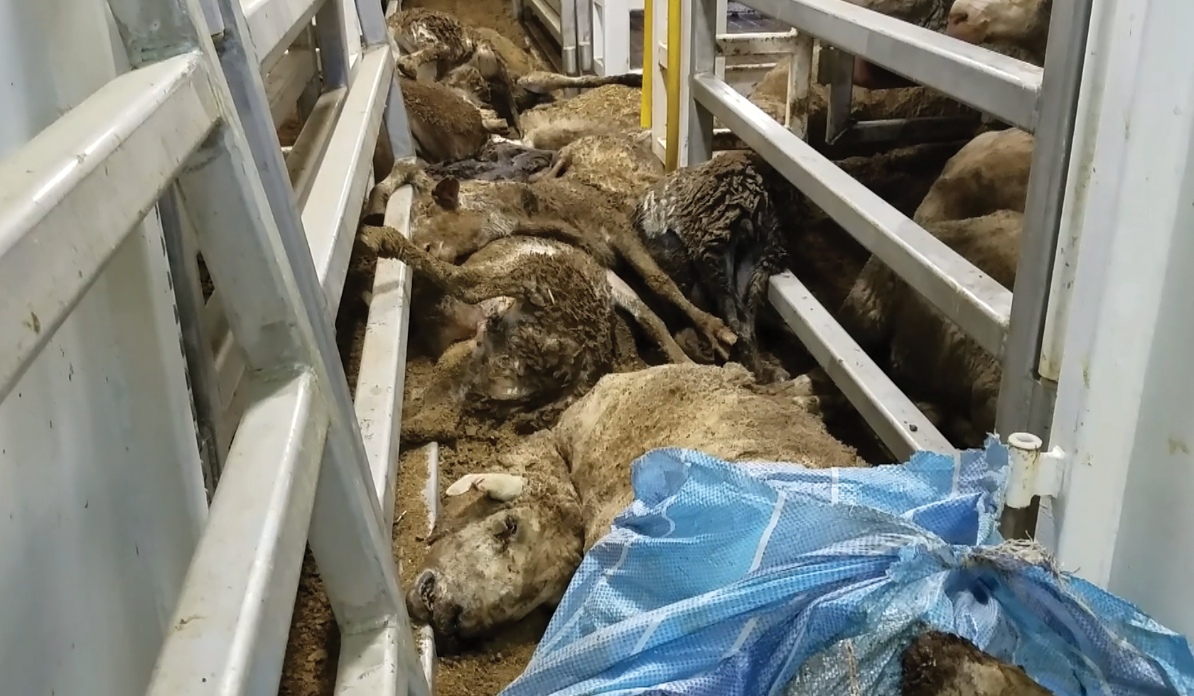 Dead and decaying bodies of sheep filled a passageway inside a live export ship.