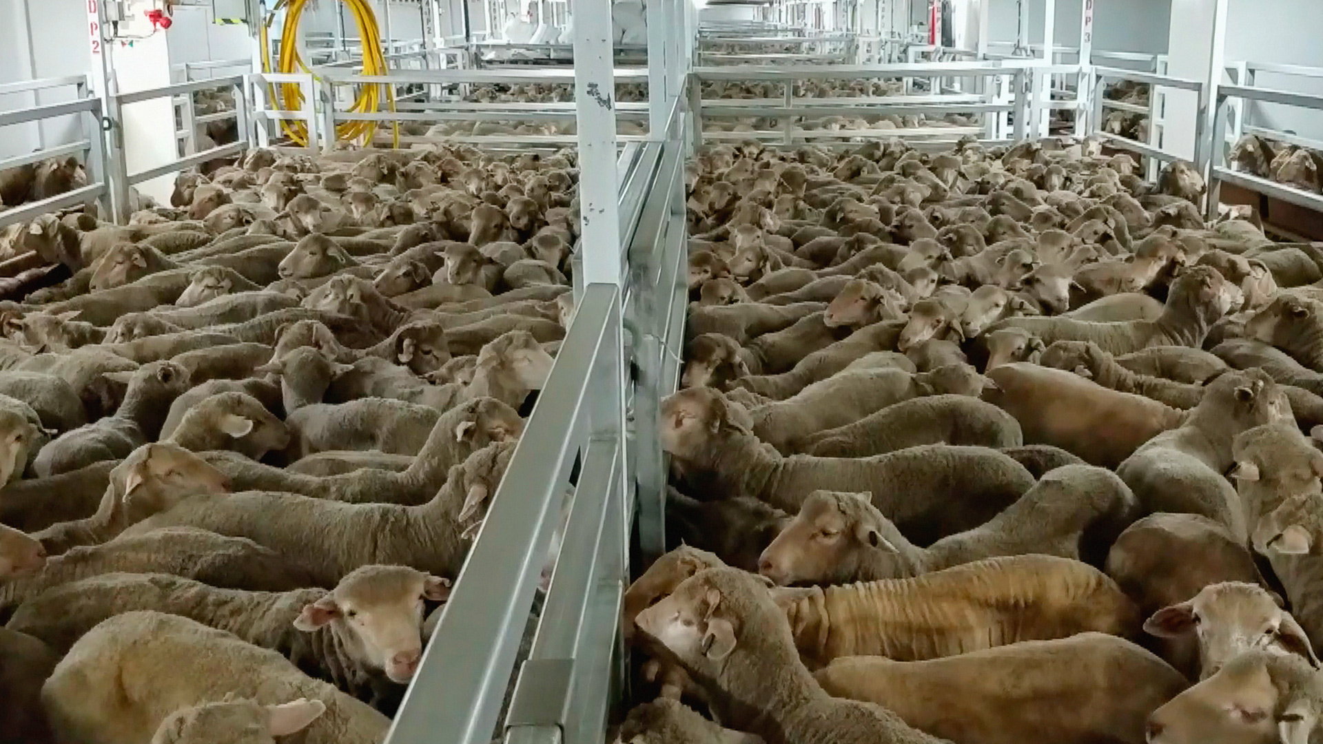 A very crowded pen of sheep inside a live export ship.