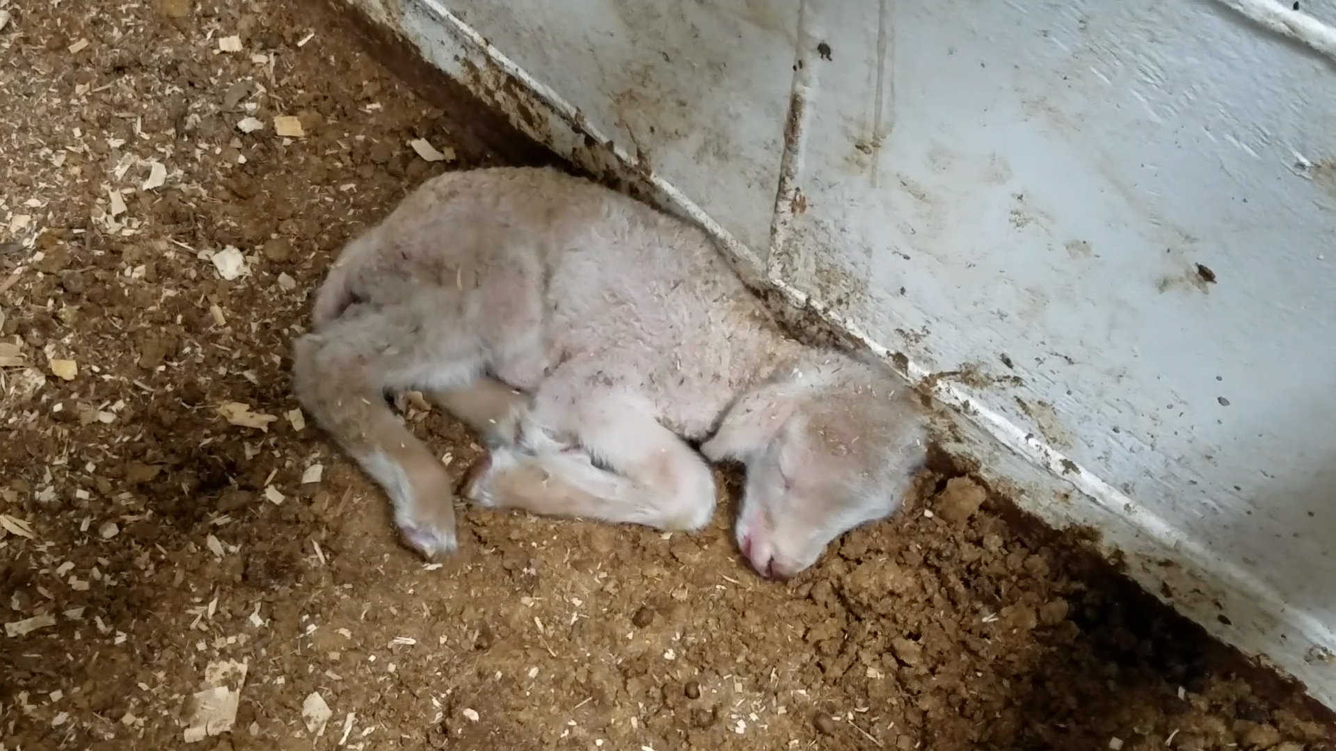 A tiny lamb lies sleeping on top of dried faeces inside a live export ship.