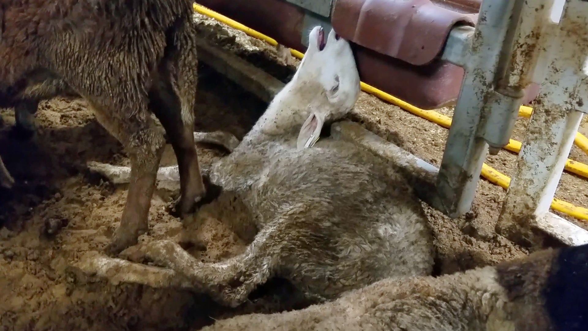 A sheep lays with his head back, gasping for air inside a live export ship.