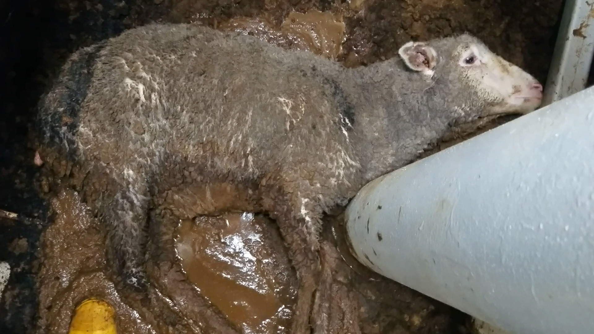 A sheep lies caked in mud and faeces inside a live export ship.