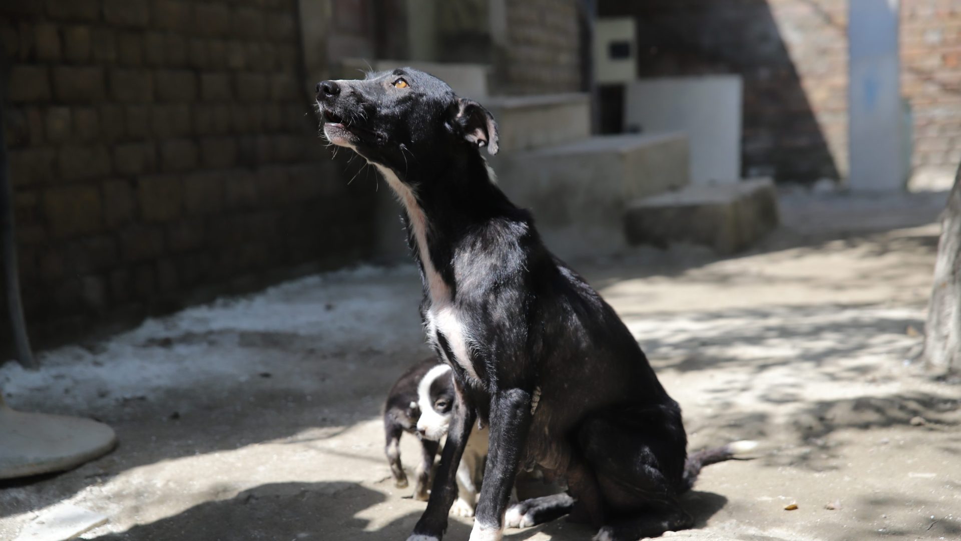 A black dog with white paws and their puppy, now safe at Lucky Animal Protection Shelter.