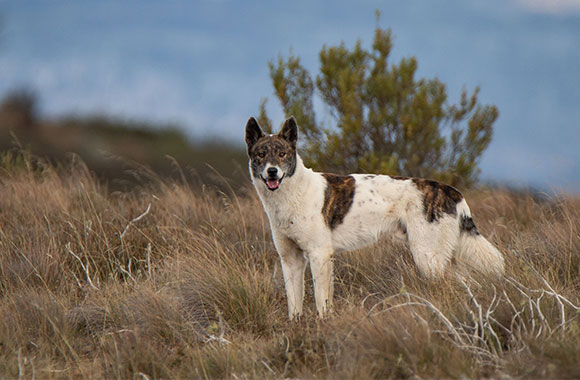 The dingo: a native species in the crosshairs
