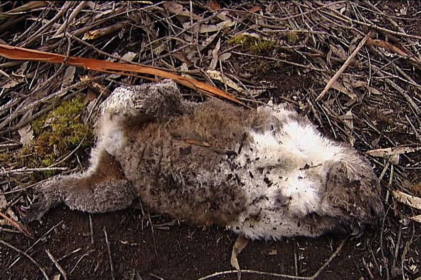 A koala has been killed by plantation operations.