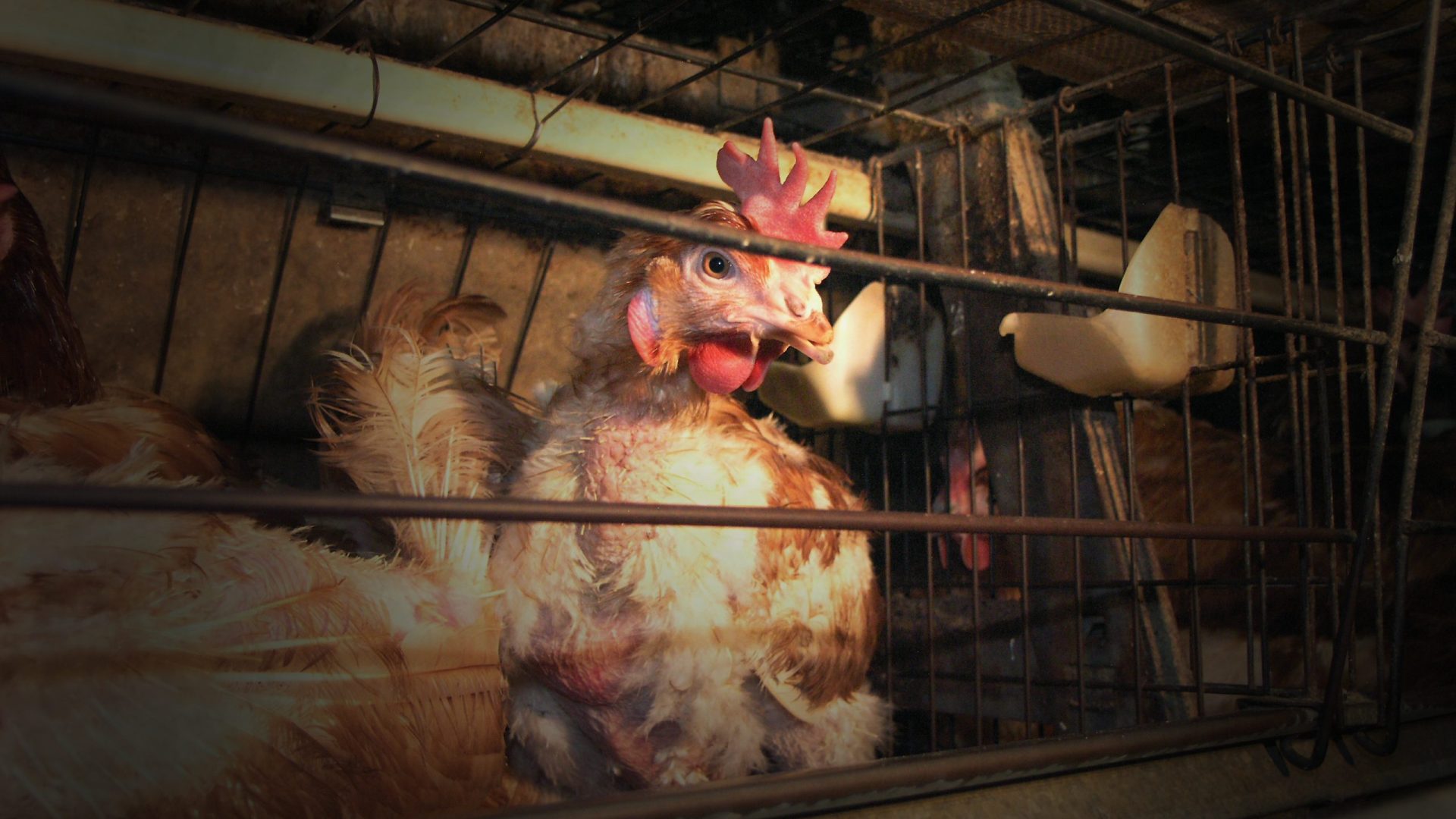 A hen peers through the bars of a battery cage.