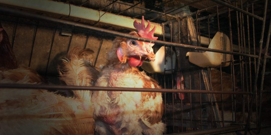 A hen peers through the bars of a battery cage.