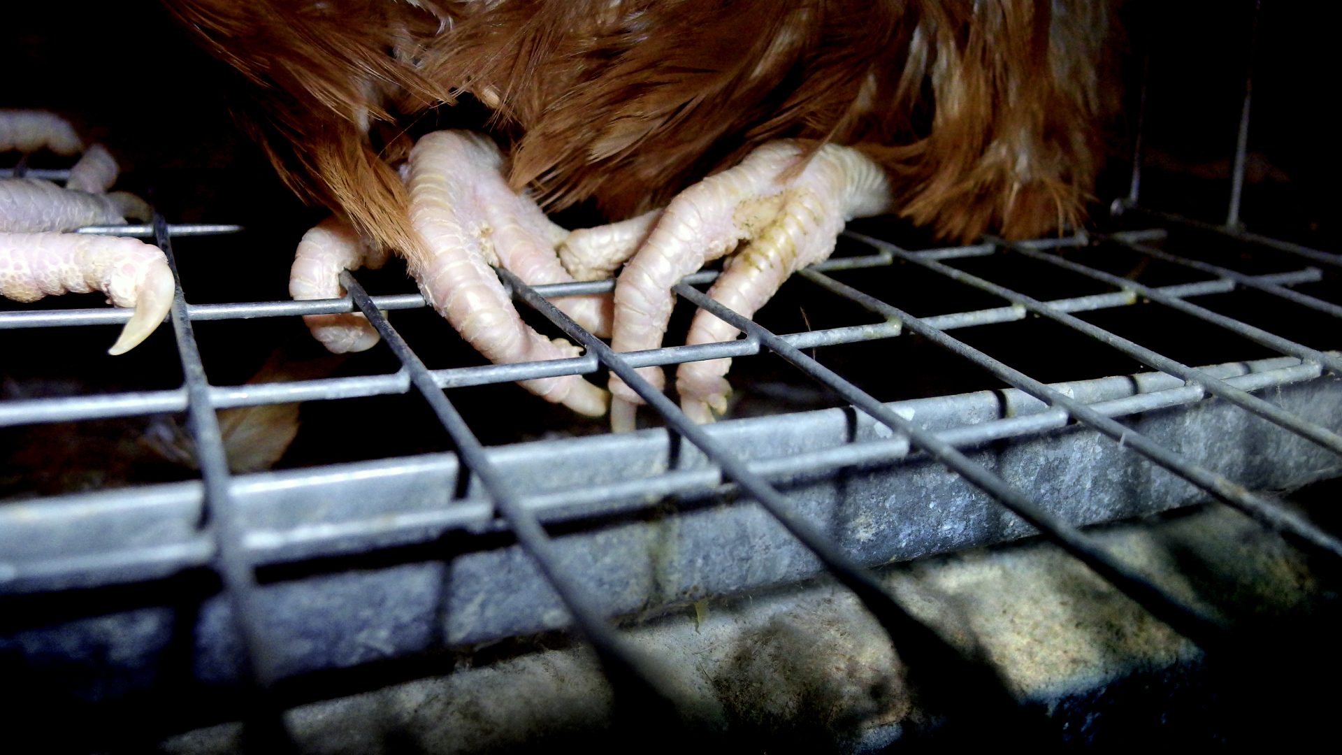 A close up of hen's feet on a wire cage floor, her toes poking through the wire uncomfortably.