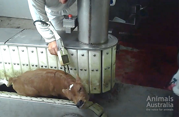 Undercover footage still of a young dairy calf being stunned before slaughter.