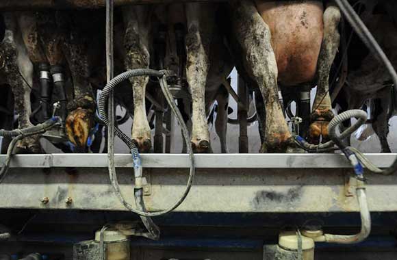 Milking machinery milking cows -- a close up of their udders looking swollen and sore due to decades of selective breeding to produce more milk