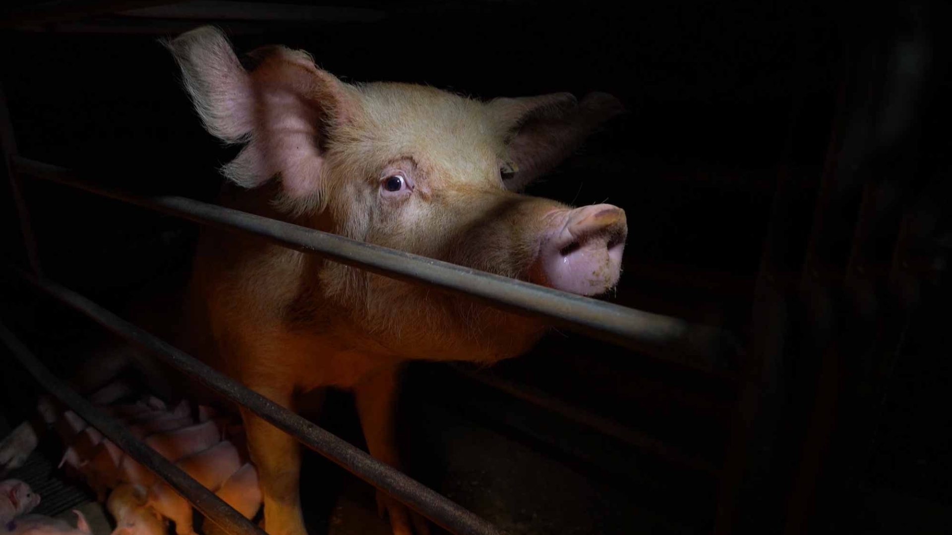 A mother pig looks pleadingly to camera from the dark constraints of a farrowing crate where she is surrounded by her piglets.