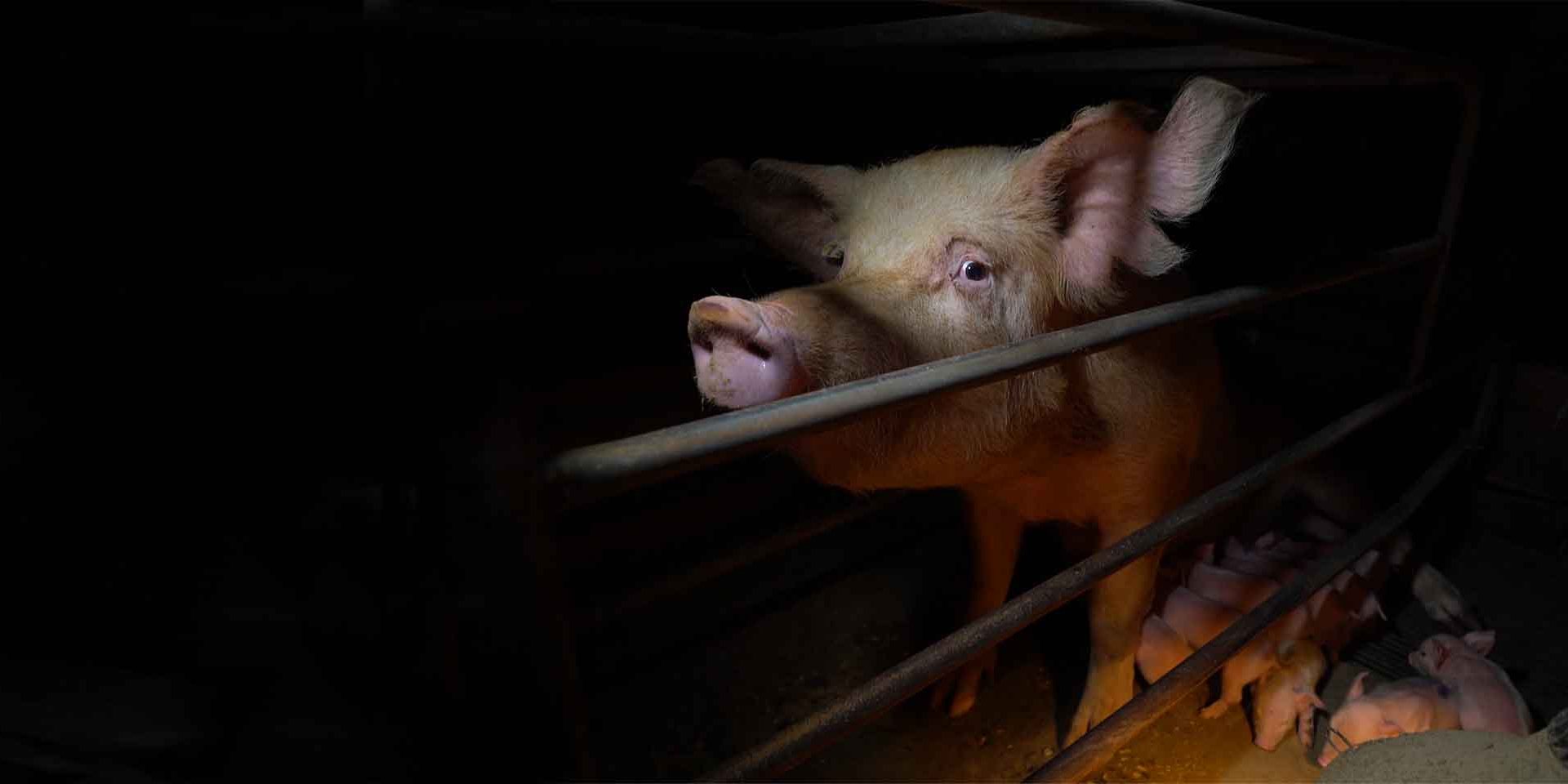 A mother pig in a farrowing crate, looking through the bars with sad eyes, her piglets on the other side of the barren cage.