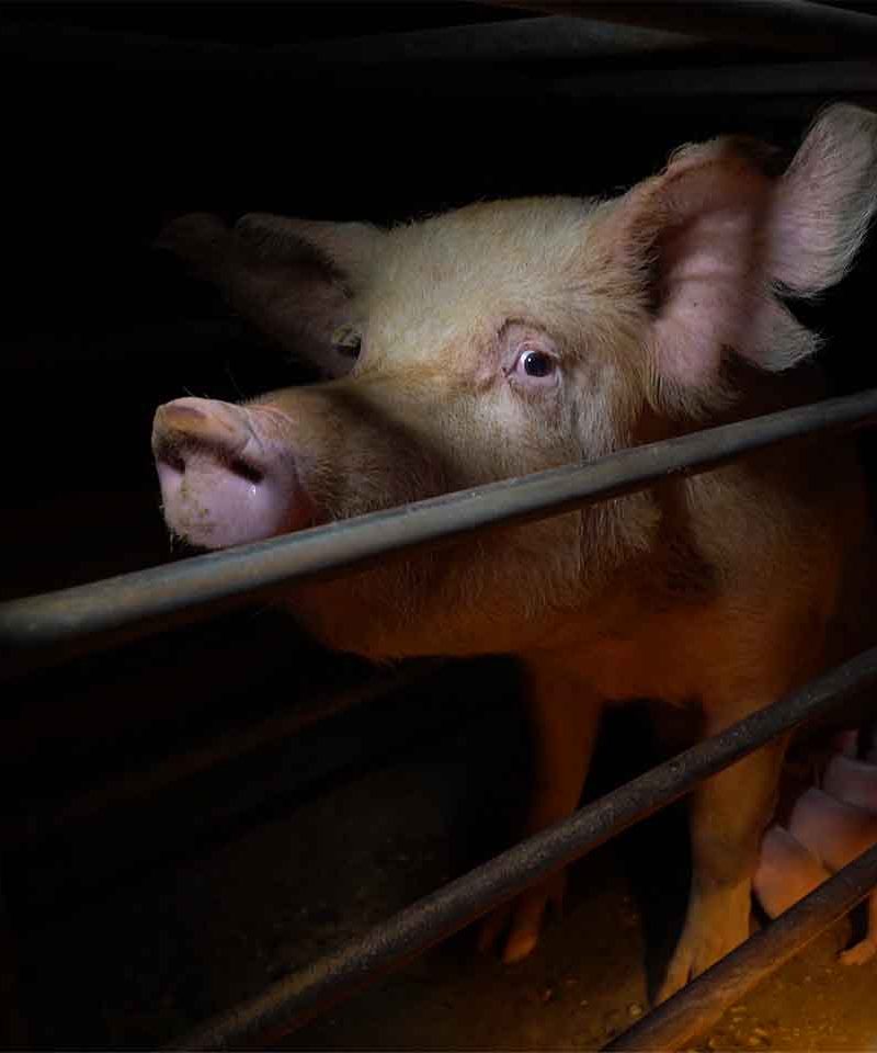 A mother pig in a farrowing crate, looking through the bars with sad eyes, her piglets on the other side of the barren cage.