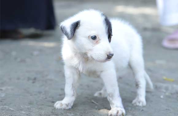 A very young white puppy stands on the grounds of Lucky Animal Protection Shelter.