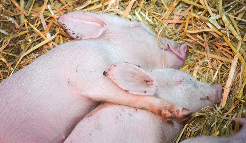 Two tiny piglets cuddling asleep on hay