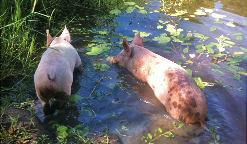 Two pigs swimming in a pond