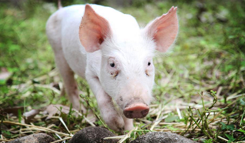 Tiny pink piglet walking on grass looking at camera