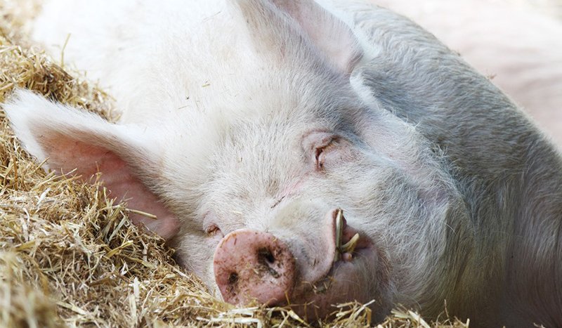 pig sleeping in hay looking at camera