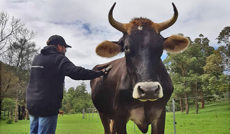 Beautiful big black bull with fluffy ears and a man patting him