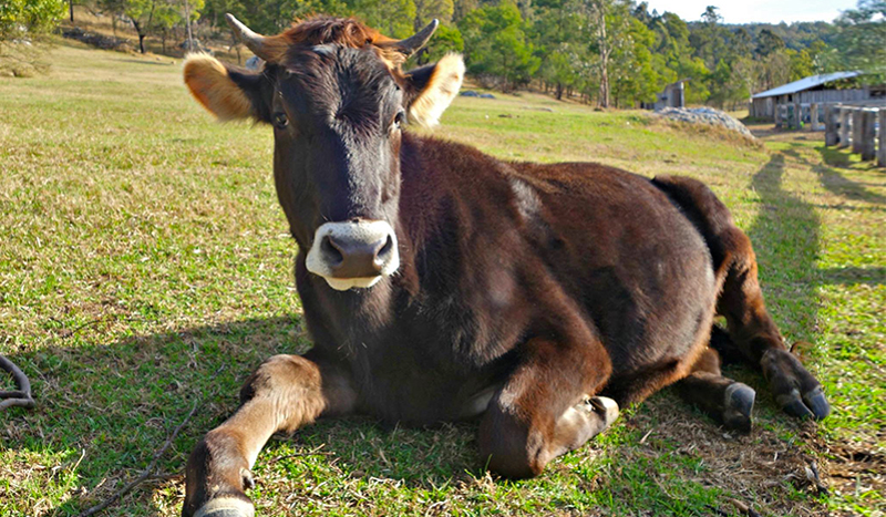 Big brown cow with little horns lying down in the grass looking content