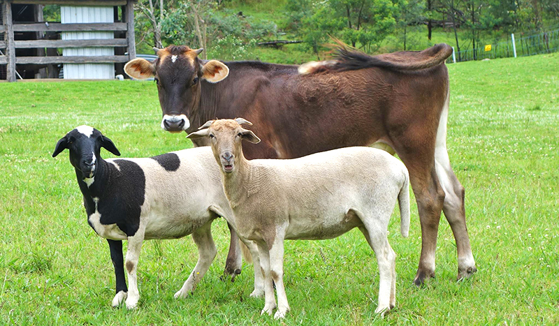 A cow and two goats hanging out together on green grass looking at camera