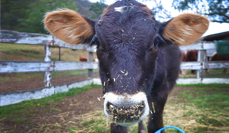 Sweet big brown calf with hay on his nose