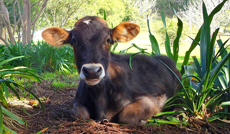 A brown calf with big ears laying on the ground looking at camera